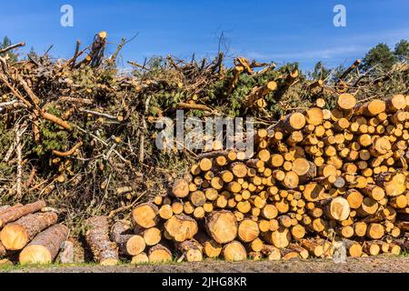 Extrémités rondes jaunes des bûches empilées contre le ciel bleu. Site sur l'industrie du bois , bûcheron , abattage , écologie , forêt , arbre . Banque D'Images