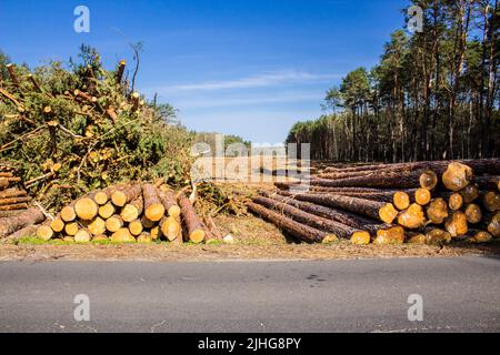 Tas de grumes de pin et de branches dans un défrichement près de la route asphaltée sur fond de forêt . Site sur l'industrie du travail du bois , bûcherjack Banque D'Images