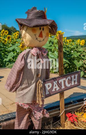 Exposition d'automne avec une arnaque et une signalisation en plein air vue rapprochée avec les tournesols en fleur en arrière-plan dans un champ de ferme, le jour ensoleillé d'octobre Banque D'Images