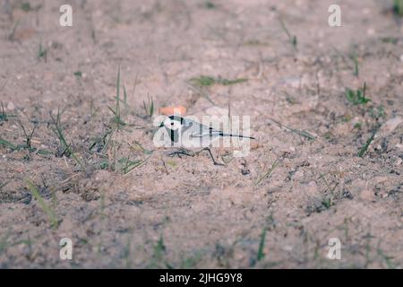 Un gros plan d'une petite queue de cheval blanche (Motacilla alba) sur le sol Banque D'Images