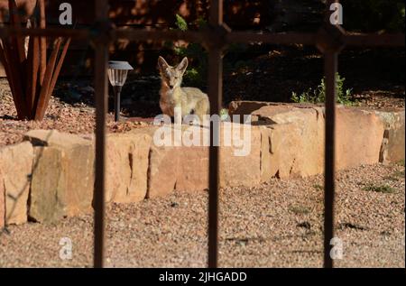 Un coyote juvénile (Canis latrans) traverse une zone résidentielle alors qu'il explore une ancienne zone sauvage en cours d'aménagement à Santa Fe, Nouveau-Mexique. Banque D'Images