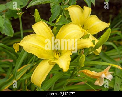 Hemerocallis daylily la lune géante fleurit dans un jardin Banque D'Images