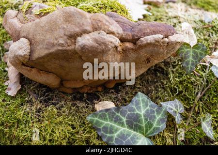 gros plan du champignon de la teinture, un pathogène fongique de la plante sur l'écorce de l'arbre avec de la mousse verte Banque D'Images