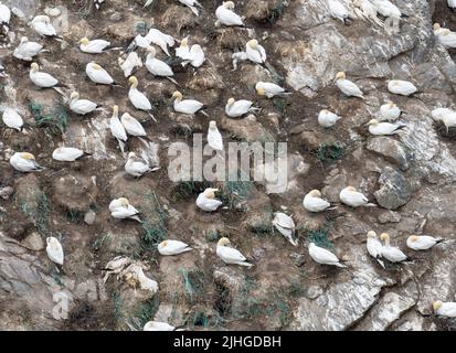 Northern Gannet, Morus bassanus, nichant à Herma Ness on Unst, Shetland, Écosse, Royaume-Uni, malheureusement, leurs nids sont principalement composés de plastique marin de d Banque D'Images