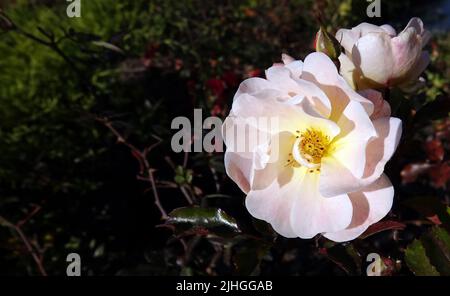 La fleur de la Rosa Domasskaya est une plante vivace du Bush, la famille des Rosacées, le genre Rosehip Banque D'Images