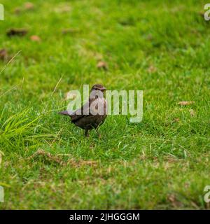 Femme blackbird à la recherche d'insectes dans un jardin Banque D'Images