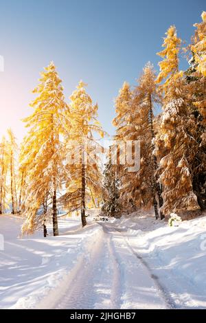 Paysage pittoresque avec des larches d'orange couvertes de neige sur la prairie Alpe di Siusi, Seiser Alm, Dolomites, Italie.Les montagnes enneigées culminent en arrière-plan Banque D'Images