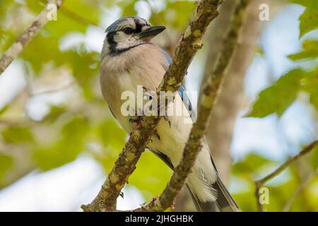 Bluejay perché sur une branche Banque D'Images