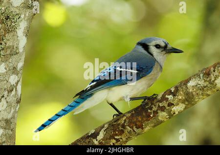 Bluejay en gros plan perché sur une branche Banque D'Images