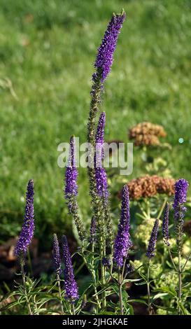 Fleurs Veronica Spiky est une plante herbacée vivace, une espèce du genre Veronica, la famille Plantain Banque D'Images