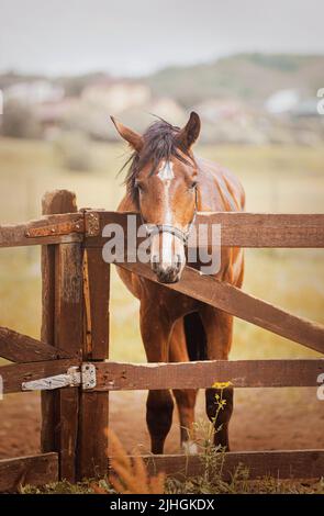 Un beau cheval de baie se dresse dans un enclos sur une ferme le matin d'été. Soins pour chevaux. Agriculture et élevage. La vie équestre. Banque D'Images