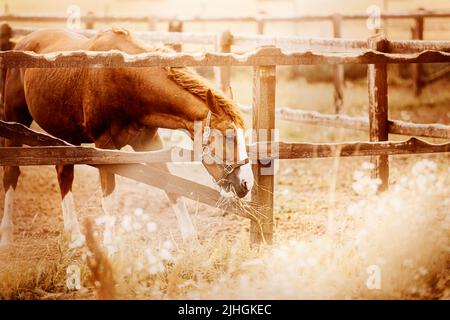 Un beau cheval de baie avec une manne curly se dresse dans un enclos sur une ferme en été parmi les fleurs en fleurs. Agriculture et élevage. Banque D'Images