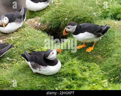 Atlantic Puffin, Fratercula arctica à l'extérieur de leurs terriers à Sumburgh Head, à l'extrémité sud de Shetland, en Écosse, au Royaume-Uni. Banque D'Images