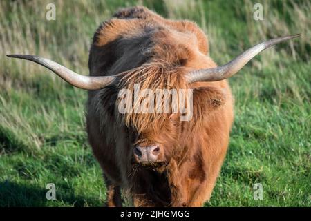 Un cow des Highlands (Bos taurus taurus) avec ses longues cornes classiques et son manteau déchiqueuse Banque D'Images
