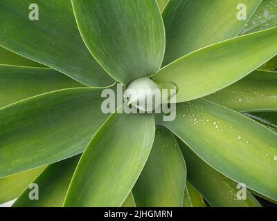 Agave Acentuata (plante de perniel) vue d'en haut Banque D'Images