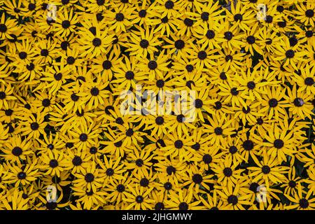 Rudbeckia fulgida var. Sullivantii 'Goldsturm' en profusion Banque D'Images