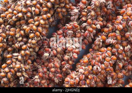 Gros plan sur le sorgho Banque D'Images