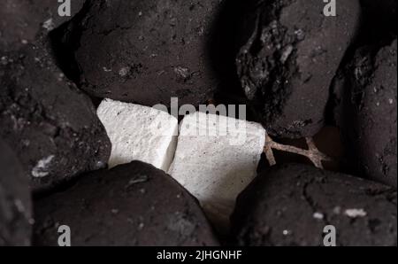 Allumer un feu de barbecue. Briquette et briquette blanche. Flamme au charbon de bois. Banque D'Images