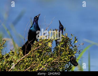 Présentation de deux grackles mâles à queue de bateau Banque D'Images