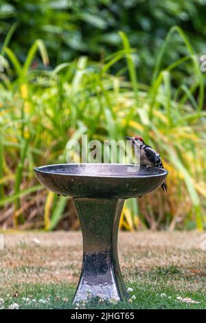 Un dendrocopus majeur, communément appelé grand pic tacheté, ayant un verre d'un bain d'oiseau dans un jardin du Sussex pendant une chaude journée d'été Banque D'Images