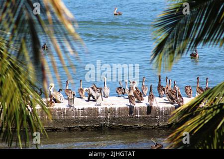 Pélican brun (Pelecanus occidentalis) reposant sur une jetée en ciment avec de l'eau bleue à l'arrière-plan entre deux palmiers Banque D'Images