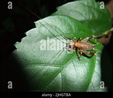 Cricket isolé sur une feuille verte naturelle avec un fond noir Banque D'Images