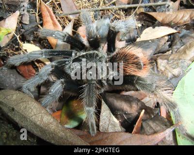 Tarantula rouge mexicain (Tliltocatl vagans) sur le sol de la forêt avec des feuilles séchées Banque D'Images