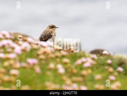 Un jeune Wheatear du Nord, Oenanthe oenanthe à Huxter sur le Shetland du continent, Écosse, Royaume-Uni. Banque D'Images