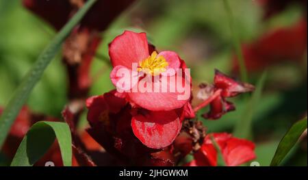 Fleurs l'Everflowering begonia est une plante herbacée annuelle, une espèce du genre Marigold, de la famille des Asteraceae ou des Compositae. Banque D'Images