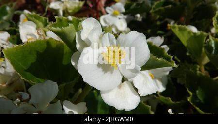 Fleurs l'Everflowering begonia est une plante herbacée annuelle, une espèce du genre Marigold, de la famille des Asteraceae ou des Compositae. Banque D'Images