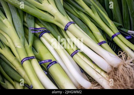 petits pains d'oignons de printemps dans un présentoir de fruits et légumes. produits biologiques Banque D'Images