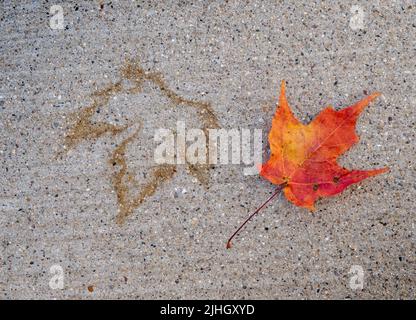 Marquage en forme de feuille sur le béton avec feuille d'érable d'automne Banque D'Images