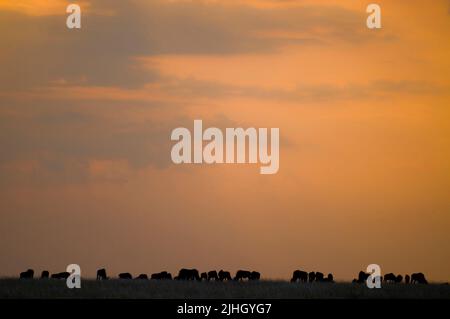 Des wildebeests paissent au coucher du soleil dans le parc national de Maasai Mara, au Kenya. Banque D'Images