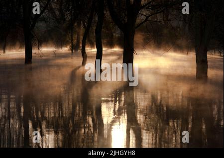 Sunrize parmi les arbres de fièvre submergés (acasie à barbelés) au lac Naivasha, Kenya. Juillet 2013. Banque D'Images