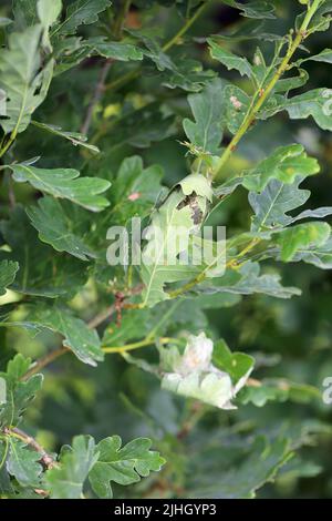 Site de transformation de la chenille de la Moth brun de queue (Euproctis chrysorrhoea) en pupa et la pupa en une teigne dans les feuilles. Banque D'Images