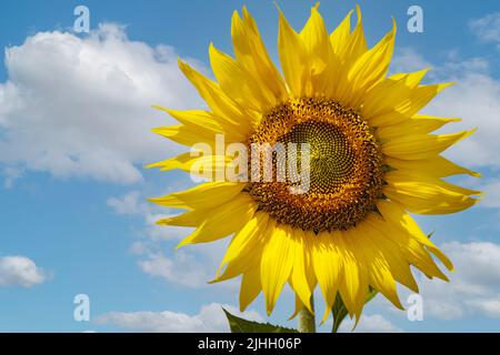 Beau tournesol avec nuages et ciel bleu Banque D'Images