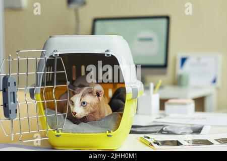 Portrait de chat mignon sans cheveux regardant hors du porte-animal à la clinique vétérinaire, espace de copie Banque D'Images