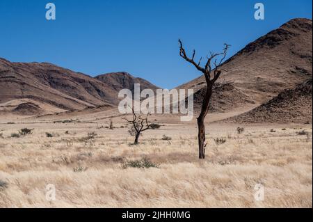 Arbres morts et montagnes en Namibie Afrique Banque D'Images