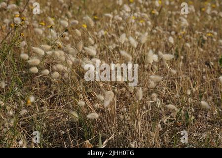 Croseeup sur une agrégation de la queue de lièvre ou de l'herbe de lapin, Lagurus ovatus sur la côte belge Banque D'Images