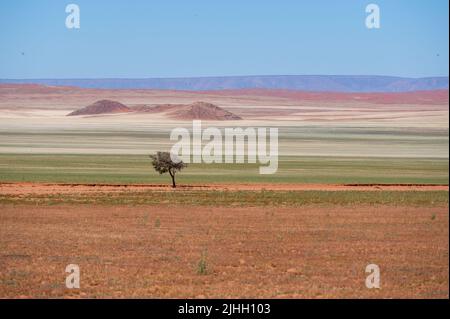 Dunes de sable couvertes de broussailles dans le désert de Kalahari, Namibie Banque D'Images