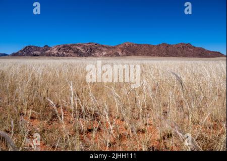 Dunes de sable couvertes de broussailles dans le désert de Kalahari, Namibie Banque D'Images