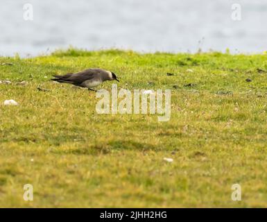 Skua arctique en phase pâle ; Stercorarius parasiticus ; à ESHA Ness, Shetland, Écosse, ROYAUME-UNI. Banque D'Images