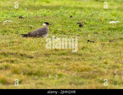 Skua arctique en phase pâle ; Stercorarius parasiticus ; à ESHA Ness, Shetland, Écosse, ROYAUME-UNI. Banque D'Images