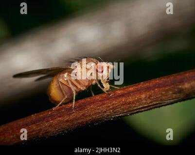 Les fruits mâles Drosophila melanogaster volent sur une branche Banque D'Images