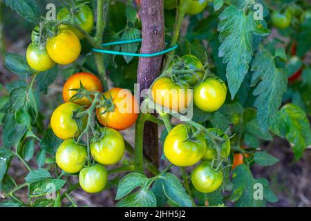 Brossettes de tomates mûres sur une branche, sur un buisson végétal. Culture et entretien des tomates dans le jardin. Mise au point sélective. Banque D'Images