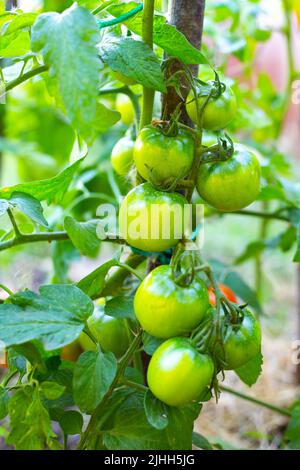 Branche avec tomates vertes sur une brousse. Culture et soin des tomates. Mise au point sélective. Banque D'Images