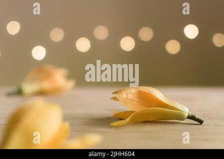 Son champa fleurs aussi connu sous le nom de Champak ou champa d'Or sur la surface en bois avec bokeh à l'arrière-plan. Banque D'Images