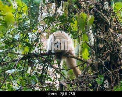 Rio Mayo Monkey Titi, Plucirocebus oenanthe, primate en danger critique endémique à la haute rivière mayonnaise du nord-est du Pérou Banque D'Images