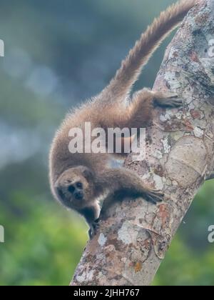 Rio Mayo Monkey Titi, Plucirocebus oenanthe, primate en danger critique endémique à la haute rivière mayonnaise du nord-est du Pérou Banque D'Images