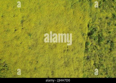 Paysage d'herbe jaune prairie vide vue aérienne de dessus de drone Banque D'Images